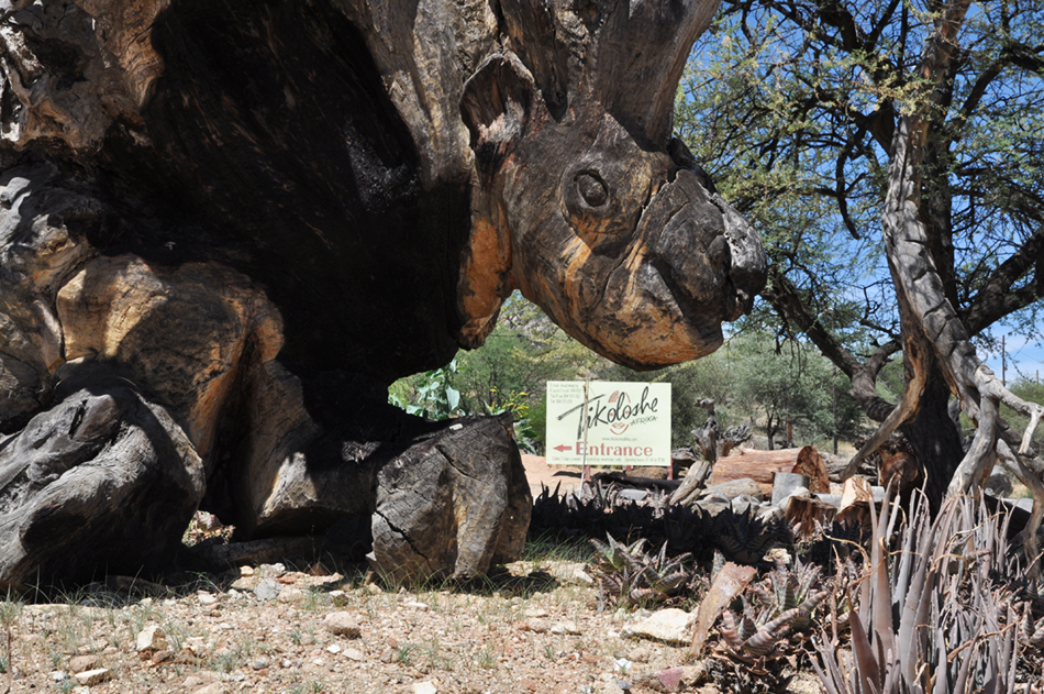 Tikoloshe Afrika Galerie — Wurzelschnitzereien und Kunsthandwerk in Omaruru