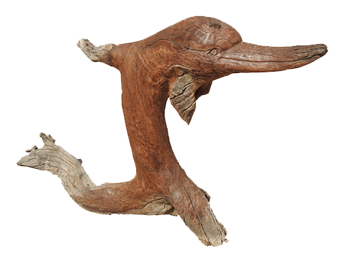 Kameldorn carving