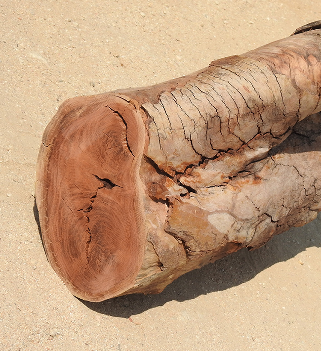 Rosen-Eukalyptus wood