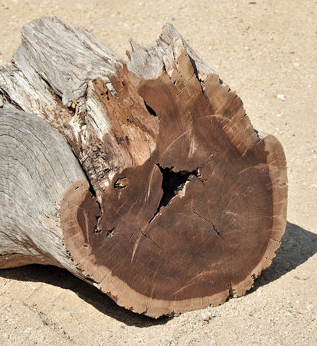 Ahnenbaum wood