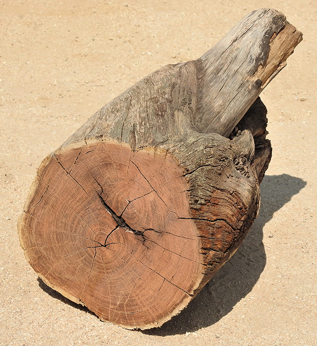 Prosopis-Baum wood