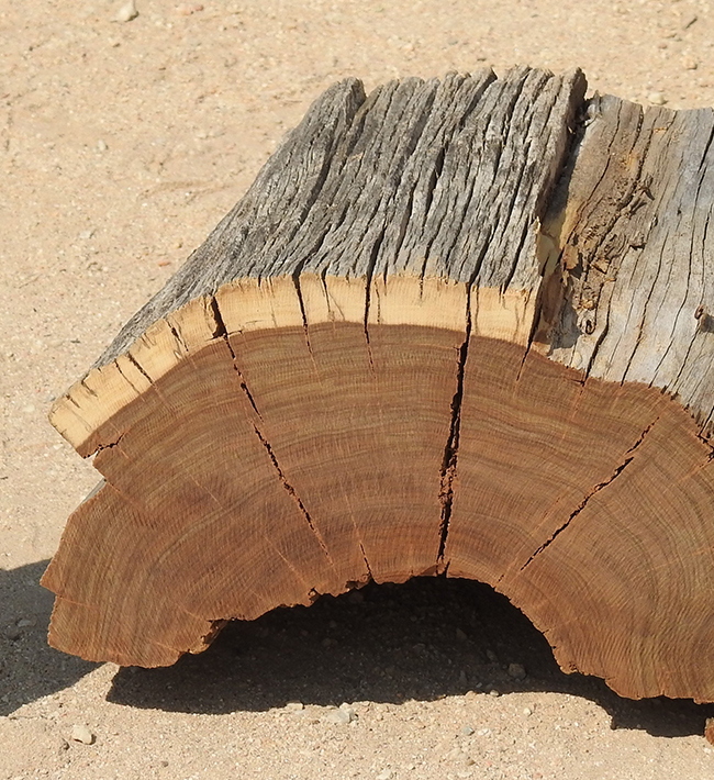 Tambuti wood